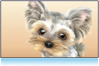  3d small dog picture: yorkshire terrier, maltese, model for animation